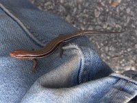 Southeastern Five-Lined Skink